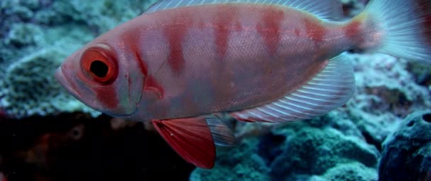 Crescent Tail Bigeye Priacanthus Hamrur Cabeza Retrato Ojo Aleta Mostrando — Vídeo de stock