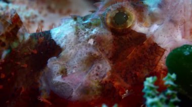 Bir sakallı Scorpionfish, Scorpaenopsis barbatus, Wakatobi, Endonezya, ağır çekim, makro