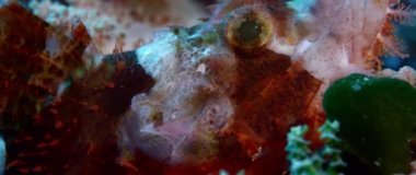 Bir sakallı Scorpionfish, Scorpaenopsis barbatus, Wakatobi, Endonezya, ağır çekim, makro