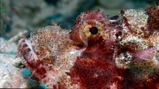 Macro Bearded Scorpionfish Scorpaenopsis Barbatus Wakatobi Indonésie Ralenti — Video