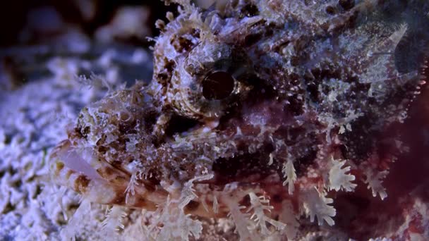 Macro Bearded Scorpionfish Scorpaenopsis Barbatus Wakatobi Indonesia Slow Motion — Stock Video