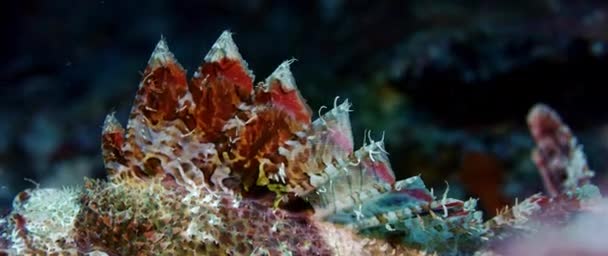 Macro Van Een Bebaarde Scorpionfish Scorpaenopsis Barbatus Wakatobi Indonesië Slow — Stockvideo