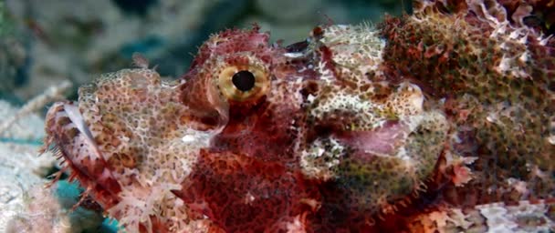 Närbild Skäggig Skorpionfisk Scorpaenopsis Barbatus Wakatobi Indonesien Slow Motion — Stockvideo