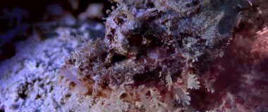 Bir sakallı Scorpionfish, Scorpaenopsis barbatus, Wakatobi, Endonezya, ağır çekim, makro