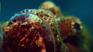 Bir sakallı Scorpionfish, Scorpaenopsis barbatus, Wakatobi, Endonezya, ağır çekim, makro