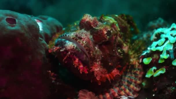 一个大胡子 Scorpionfish Scorpaenopsis Barbatus Wakatobi 慢动作的宏观 — 图库视频影像