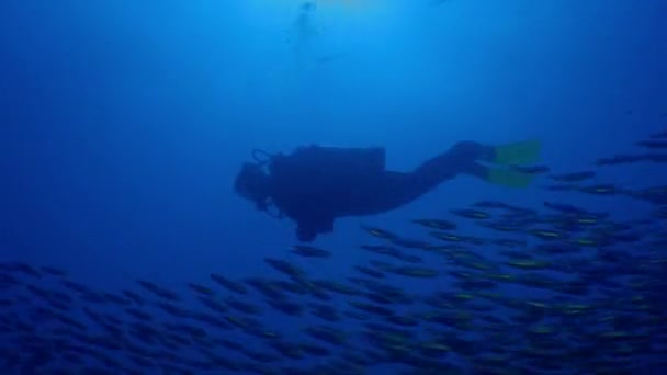 Diver Swims Large School Fish Tomates Grunts Haemulon Aurolineatus North — Stock Video