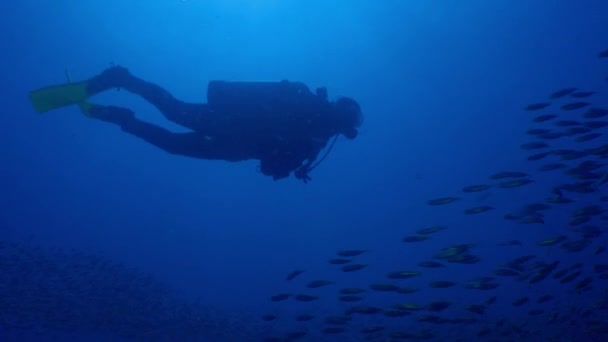 Diver Nuota Con Una Grande Scuola Grugniti Tomati Pesce Haemulon — Video Stock