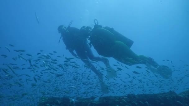 ダイバー泳ぐ魚肥えたうなり声 Haemulon Aurolineatus ノース カロライナ州の大規模な学校で 2016年 — ストック動画