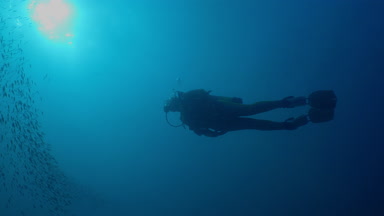Dalgıç Balık tomates homurdanıyor, Haemulon aurolineatus, Kuzey Carolina, büyük bir okul ile Ağustos 2016 yüzüyor.