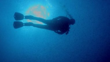 Dalgıç Balık tomates homurdanıyor, Haemulon aurolineatus, Kuzey Carolina, büyük bir okul ile Ağustos 2016 yüzüyor.