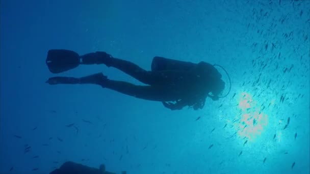 Mergulhador Nada Com Uma Grande Escola Grunhidos Tomates Peixe Haemulon — Vídeo de Stock