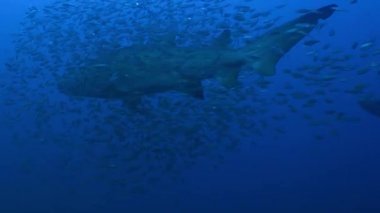 Yırtık pırtık diş köpekbalığı - benekli Sandtiger köpekbalığı - Carcharias taurus, Nc, Ağustos 2016