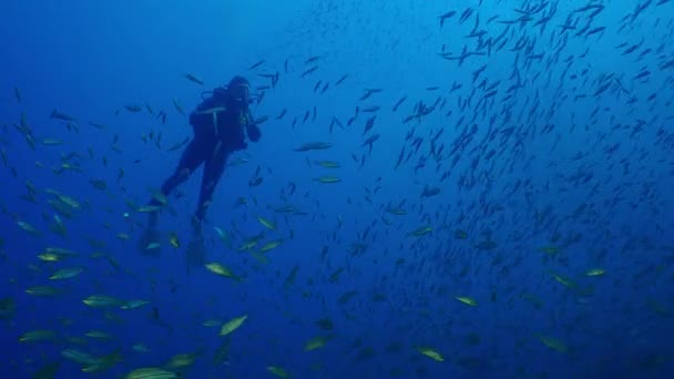 Penyelam Berenang Dengan Sekolahan Besar Ikan Tomat Mendengus Haemulon Aurolineatus — Stok Video