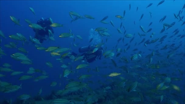 ダイバー泳ぐ魚肥えたうなり声 Haemulon Aurolineatus ノース カロライナ州の大規模な学校で 2016年 — ストック動画
