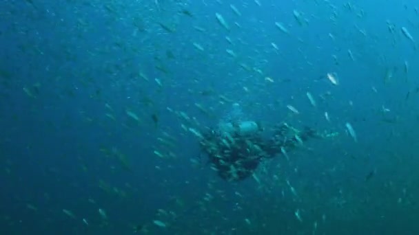 ダイバー泳ぐ魚肥えたうなり声 Haemulon Aurolineatus ノース カロライナ州の大規模な学校で 2016年 — ストック動画