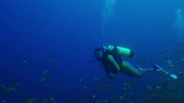 Dalgıç Balık tomates homurdanıyor, Haemulon aurolineatus, Kuzey Carolina, büyük bir okul ile Ağustos 2016 yüzüyor.
