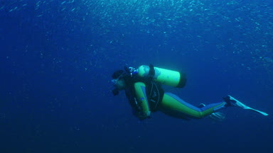 Dalgıç Balık tomates homurdanıyor, Haemulon aurolineatus, Kuzey Carolina, büyük bir okul ile Ağustos 2016 yüzüyor.
