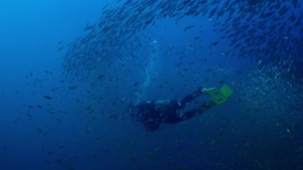 ダイバー泳ぐ魚肥えたうなり声 Haemulon Aurolineatus ノース カロライナ州の大規模な学校で 2016年 — ストック動画