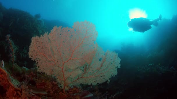 Ein Taucher Weibchen Schwimmt Einem Bunten Intakten Korallenriff Wakatobi Indonesien — Stockvideo