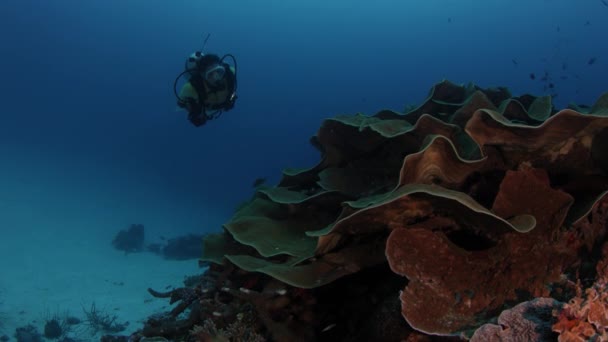 Дайвер Женщина Плавает Красочном Коралловом Рифе Wakatobi Индонезия Ноябрь 2017 — стоковое видео