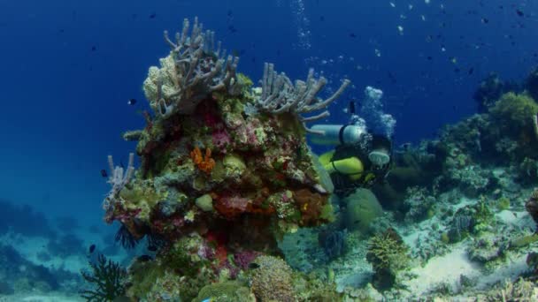 Plongeur Femelle Nage Dans Récif Corallien Intakt Coloré Wakatobi Indonésie — Video