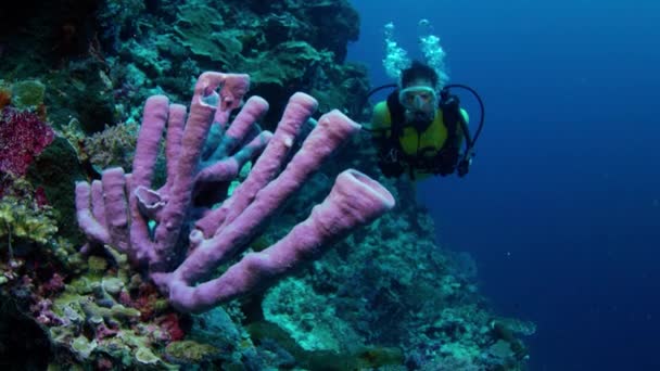 一名潜水员 游泳在五颜六色的 Intakt 珊瑚礁 Wakatobi 印度尼西亚 2017年11月 Moition — 图库视频影像