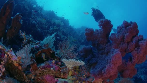 Mergulhador Feminino Nada Recife Coral Colorido Wakatobi Indonésia Novembro 2017 — Vídeo de Stock