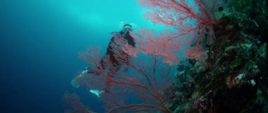 Bir dalgıç (kadın) bir renkli intakt mercan, Wakatobi, Endonezya, Kasım 2017, yavaş moition yüzüyor