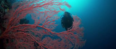 Bir dalgıç (kadın) bir renkli intakt mercan, Wakatobi, Endonezya, Kasım 2017, yavaş moition yüzüyor