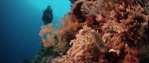 Mergulhador Feminino Nada Recife Coral Colorido Wakatobi Indonésia Novembro 2017 — Vídeo de Stock