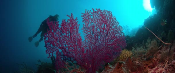 Női Búvár Úszik Egy Színes Intakt Coral Reef Wakatobi Indonézia — Stock videók