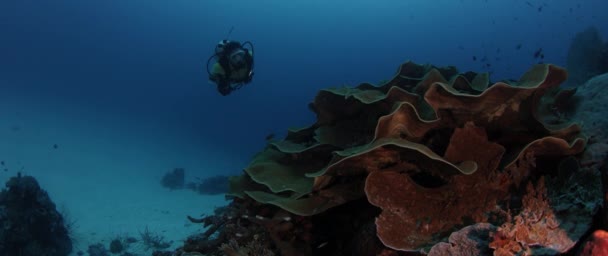 Kvinnlig Dykare Simmar Färgglad Intakt Korallrev Wakatobi Indonesien Nov 2017 — Stockvideo