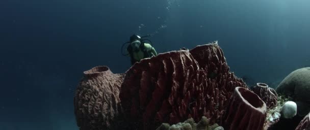 Subacqueo Femmina Nuota Una Barriera Corallina Colorata Wakatobi Indonesia Novembre — Video Stock