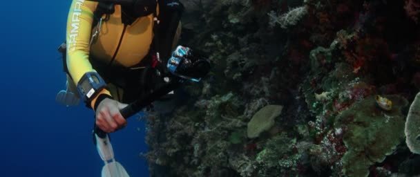Mergulhador Feminino Nada Recife Coral Colorido Wakatobi Indonésia Novembro 2017 — Vídeo de Stock