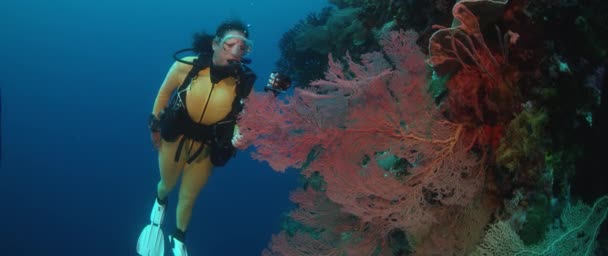 Buzo Hembra Nada Colorido Arrecife Coral Intakt Wakatobi Indonesia Nov — Vídeos de Stock