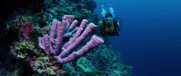 Mergulhador Feminino Nada Recife Coral Colorido Wakatobi Indonésia Novembro 2017 — Vídeo de Stock