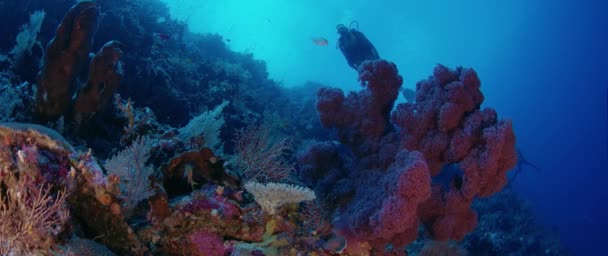 Mergulhador Feminino Nada Recife Coral Colorido Wakatobi Indonésia Novembro 2017 — Vídeo de Stock