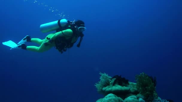 Duiker Met Een Gele Wetsuit Zwemmen Rond Een Gorgonia Filippijnen — Stockvideo