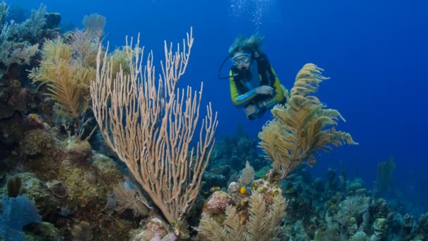 Mergulho Recife Coral Foto Estilo Animado — Vídeo de Stock