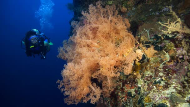 Buceo Arrecife Coral Fotografía Animada — Vídeo de stock