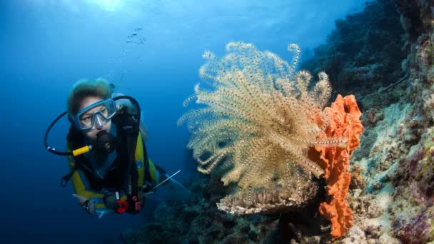 Een Duiker Kijkt Naar Een Feather Star Geanimeerde Nog Foto — Stockvideo