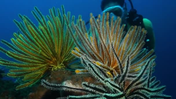 Mergulhador Com Uma Câmera Subaquática Gopro Nada Recife Coral Colorido — Vídeo de Stock