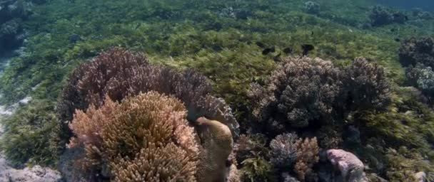 Kamera Spår Över Seeweed Wakatobi Indonesien — Stockvideo