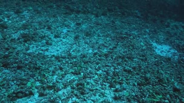 Presumably Due Global Warming Coral Bleaching Dead Coral Reef Australia — Stock Video