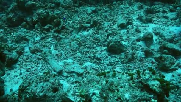 Presumably Due Global Warming Coral Bleaching Dead Coral Reef Australia — Stock Video