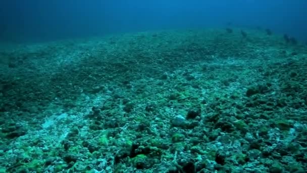 Предположительно Глобального Потепления Обесцвечивание Кораллов Мертвый Коралловый Риф Австралия — стоковое видео