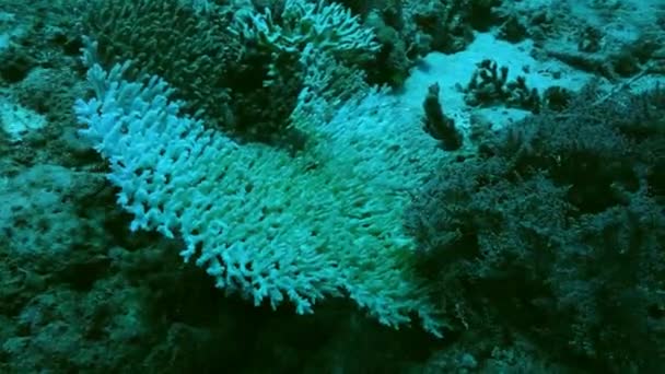 大概是由于全球变暖 珊瑚漂白 死珊瑚礁 澳大利亚 — 图库视频影像