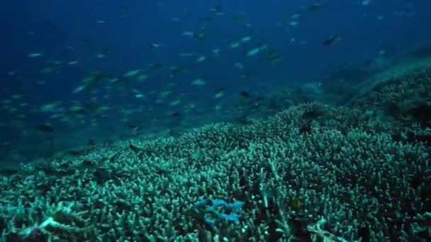 何百万も自然のままのサンゴ礁で泳ぐ小さなカラフルな魚のリーフ インドネシア バリ島 2016年 — ストック動画