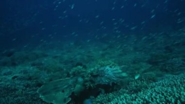 Milyonlarca küçük renkli balık yüzme üzerinde bozulmamış bir mercan resif, Bali, Endonezya, Ekim 2016
